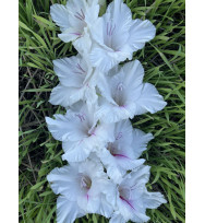 БАЛТА ЗВАЙГЗНЕ