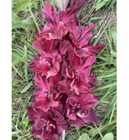 МАНТИЯ КАРДИНАЛА