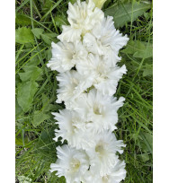 МИРОСЛАВА НЕМЦОВА