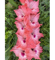 ОТ ВСЕГО СЕРДЦА