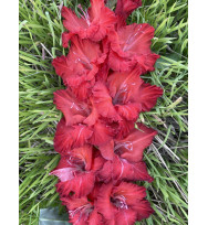 ПОЛКОВОДЕЦ СУВОРОВ