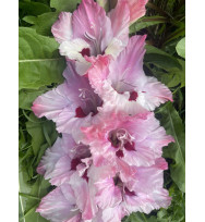 РОЗА ЭКСПЛОЗИЯ