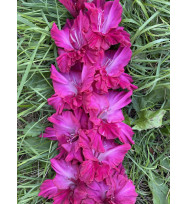 СТОЛИЧНЫЙ ДЕНДИ