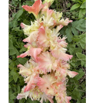 ТВОРЕНИЕ ПРИРОДЫ