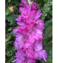 ЧЕРНЫЙ БАРХАТ